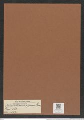 Aulacodiscus affinis Grun. (de-Toni-Nr.: Genus 182, Species 4532) Zeichnungen Sammlung Grunow Mappe 04455 (Herbarium_W_Grunow_drawings_Folder_04455)